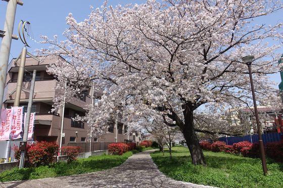 港北区の桜の名所から穴場まで22年のおすすめのお花見スポット１４選 歩いてみたブログ