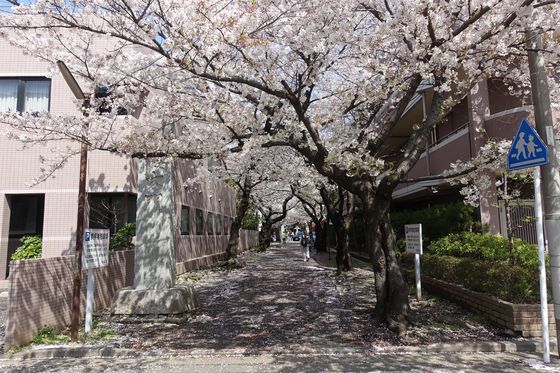 金蔵寺 桜並木