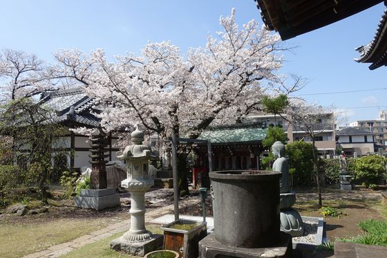金蔵寺 桜