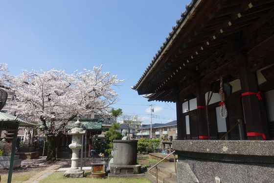 日吉 金蔵寺 桜