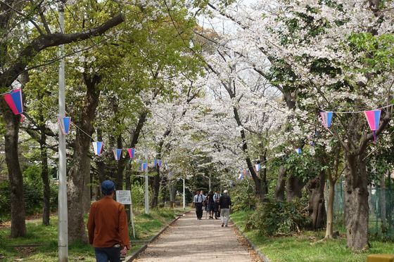中原平和公園 桜並木