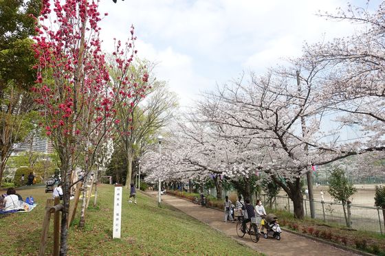 中原平和公園 桜