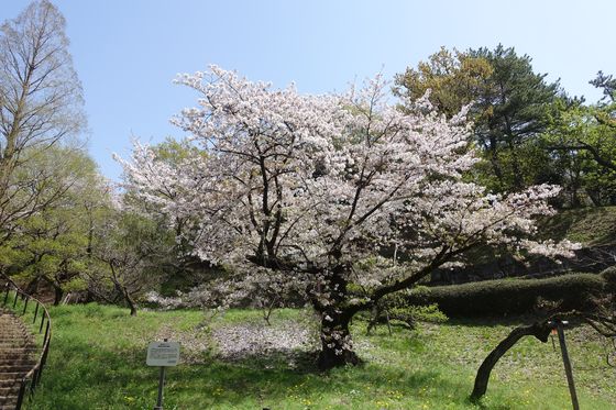 大倉山公園 梅林 桜