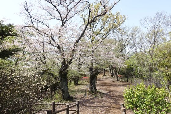 大倉山公園 花木園 桜