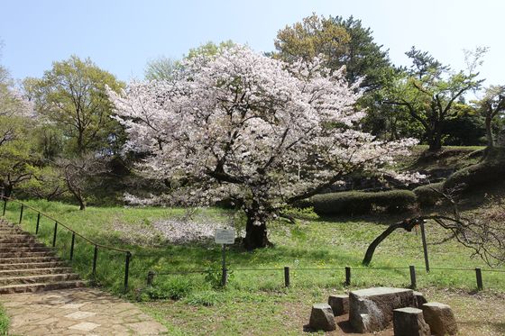 大倉山公園 桜