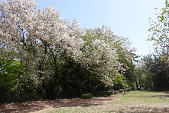 桜 大倉山公園