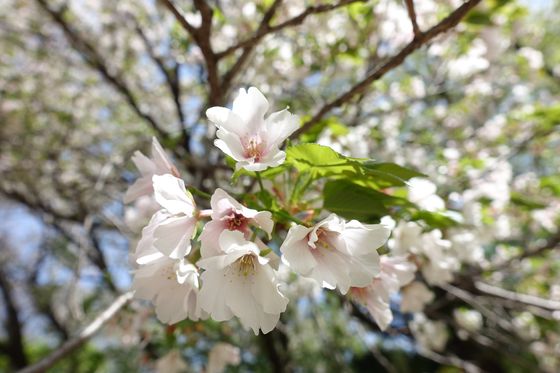 大倉山 桜