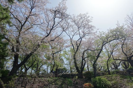 大倉山 横浜 桜