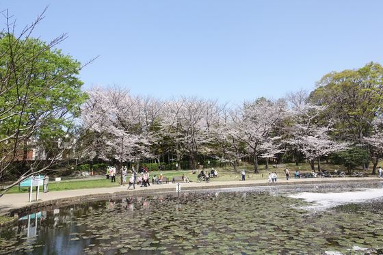 せせらぎ公園の桜 22年の見頃は 横浜市都筑区のお花見スポット 歩いてみたブログ