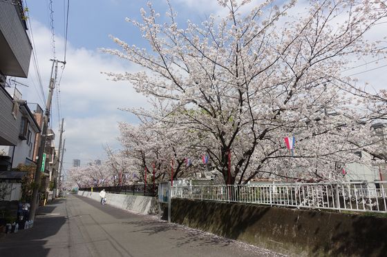 住吉ざくら 元住吉渋川沿いの桜 22年の見頃は アクセス方法や駐車場は 歩いてみたブログ