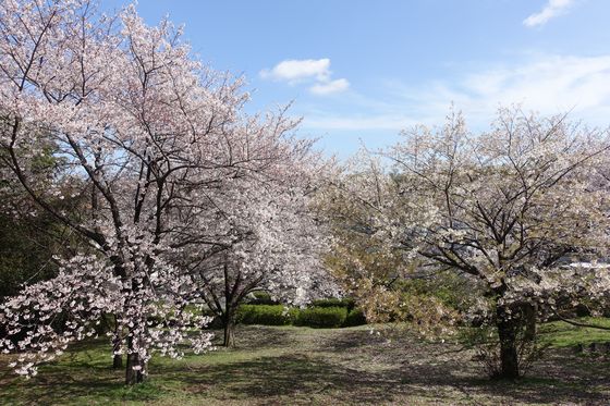 高田西公園 桜
