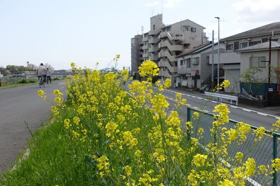 多摩川 菜の花