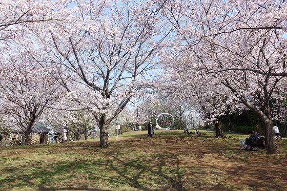 都筑区の桜の名所から穴場まで22年のおすすめのお花見スポット９選 歩いてみたブログ