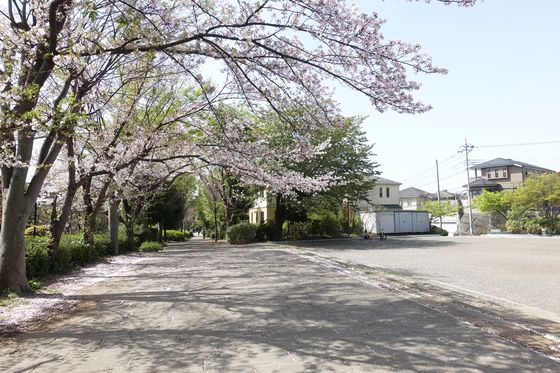 早渕やまどり公園 桜