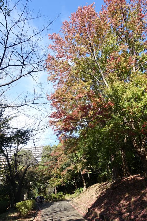 平和の森公園 大田区 紅葉