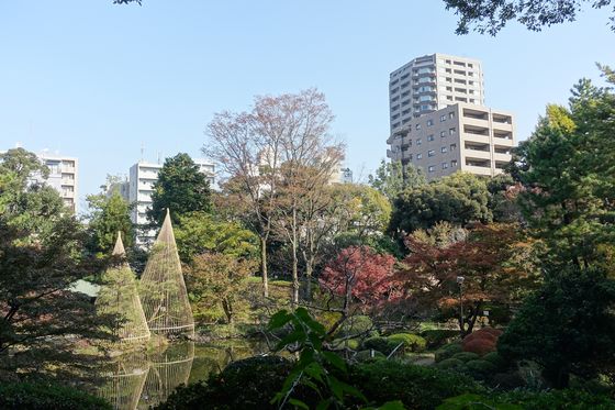 新宿 公園 紅葉 穴場