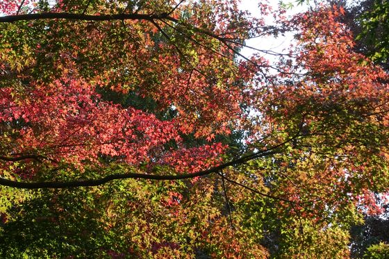 下落合野鳥の森公園 紅葉 見頃