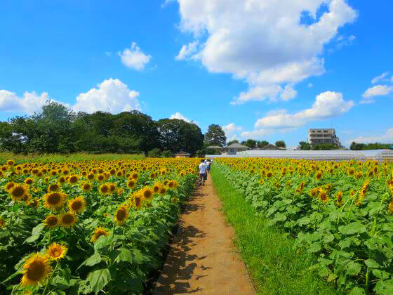 東京都清瀬市 ひまわり畑