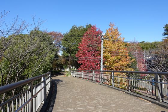 紅葉 山田富士公園