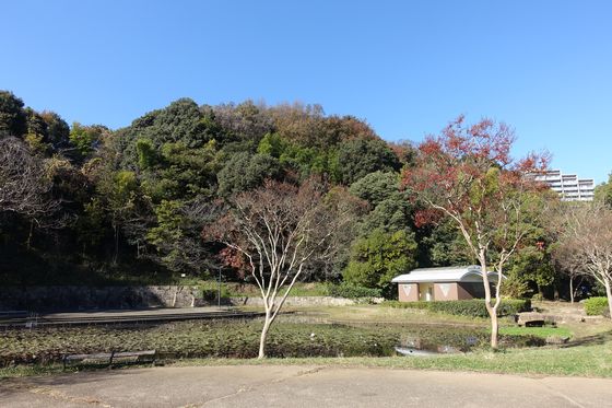 北山田 公園 紅葉