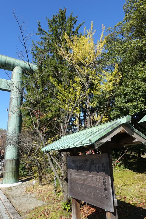 石川護国神社 銀杏