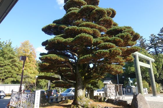 石川護国神社 松