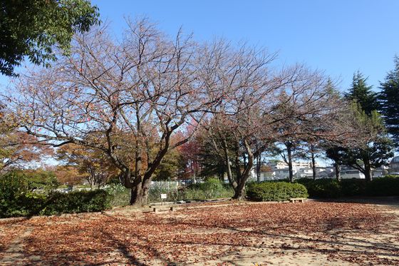 金沢 紅葉 公園