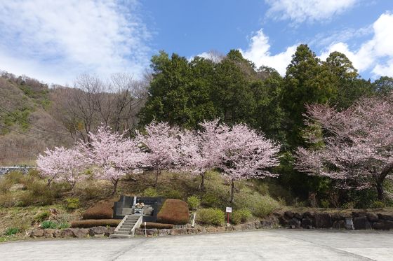 円光院 桜