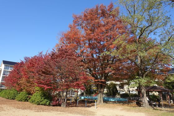 金沢 平和町公園 紅葉