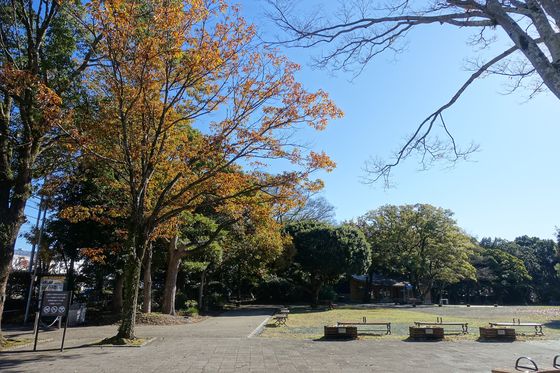 柿田川公園 紅葉