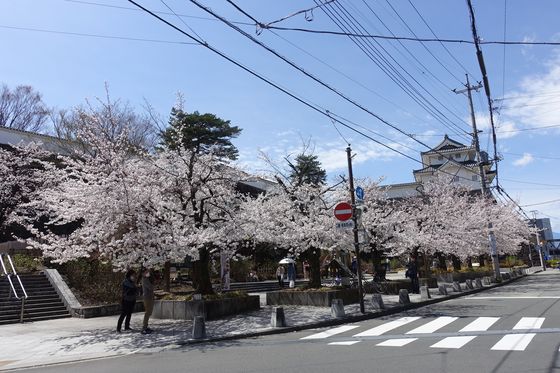舞鶴城公園 桜
