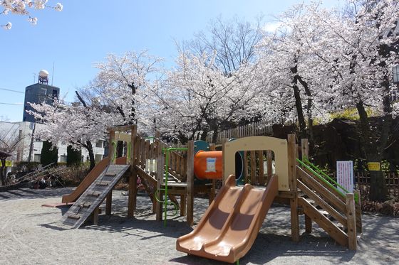 甲府城跡 桜