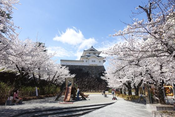 甲府城 桜