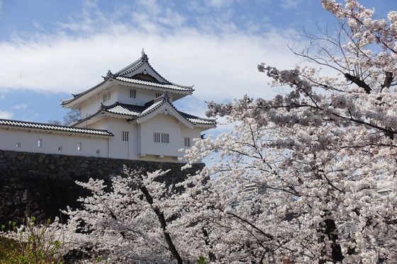 舞鶴城 桜