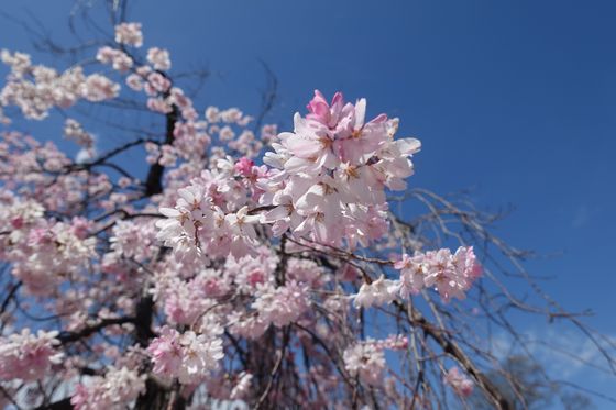 舞鶴城公園 しだれ桜