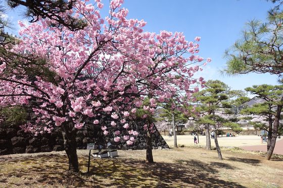 甲府城 陽光桜