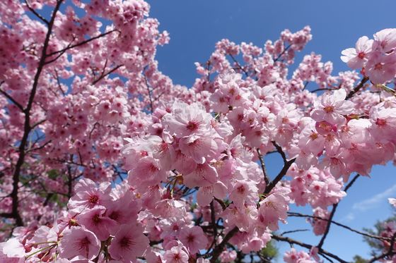 舞鶴城公園 陽光桜