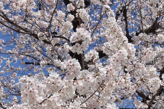 甲府城 桜 現在