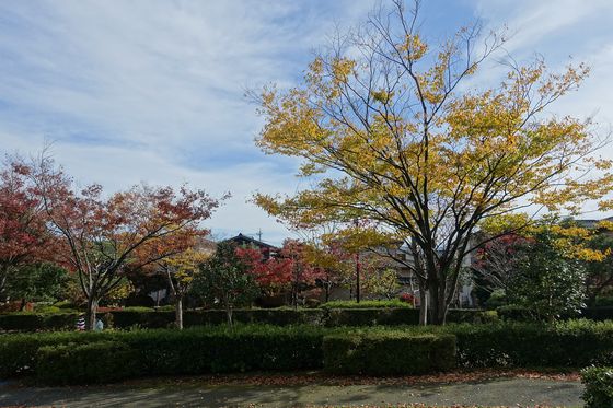 金沢 公園 紅葉