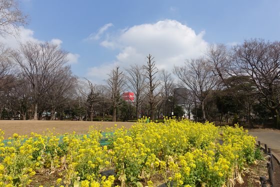 井草森公園 菜の花