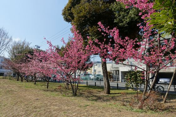 桃井原っぱ公園 桜