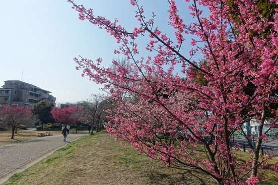 桃井原っぱ公園 寒桜