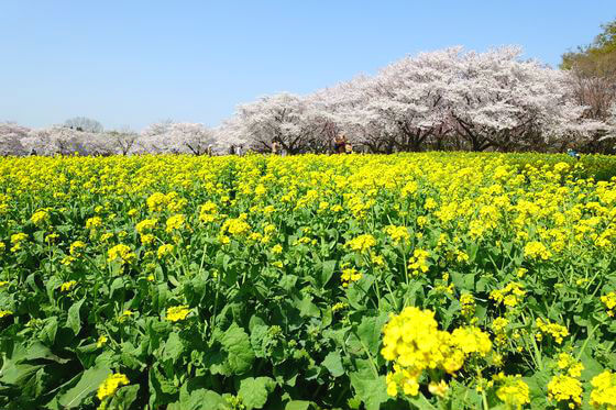 立川市 菜の花