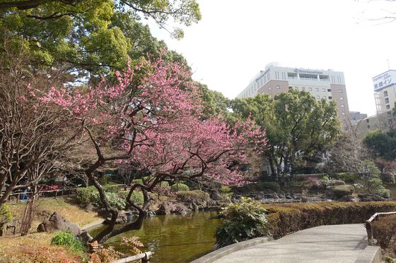 横浜公園 梅