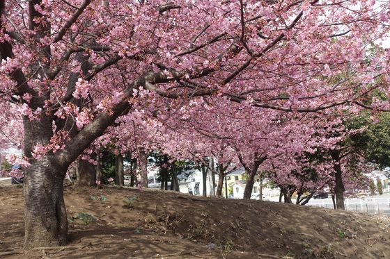 風の公園 河津桜