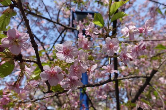 上野公園 河津桜