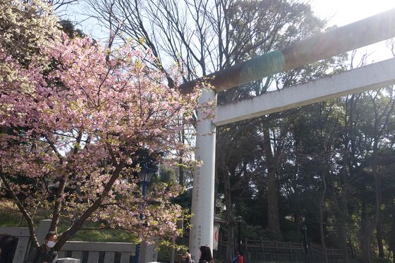 上野 河津桜