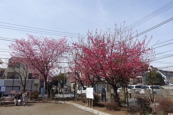 南林間中央公園 早咲きの桜