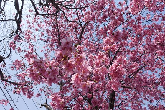 南林間中央公園 陽光桜