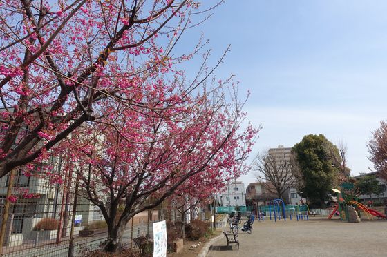 南林間中央公園 桜